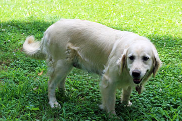 retriever_cara_V1.html