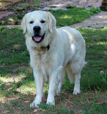 retriever_teddy_V1.html