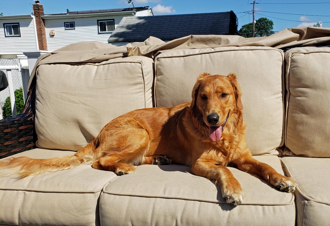 DOG