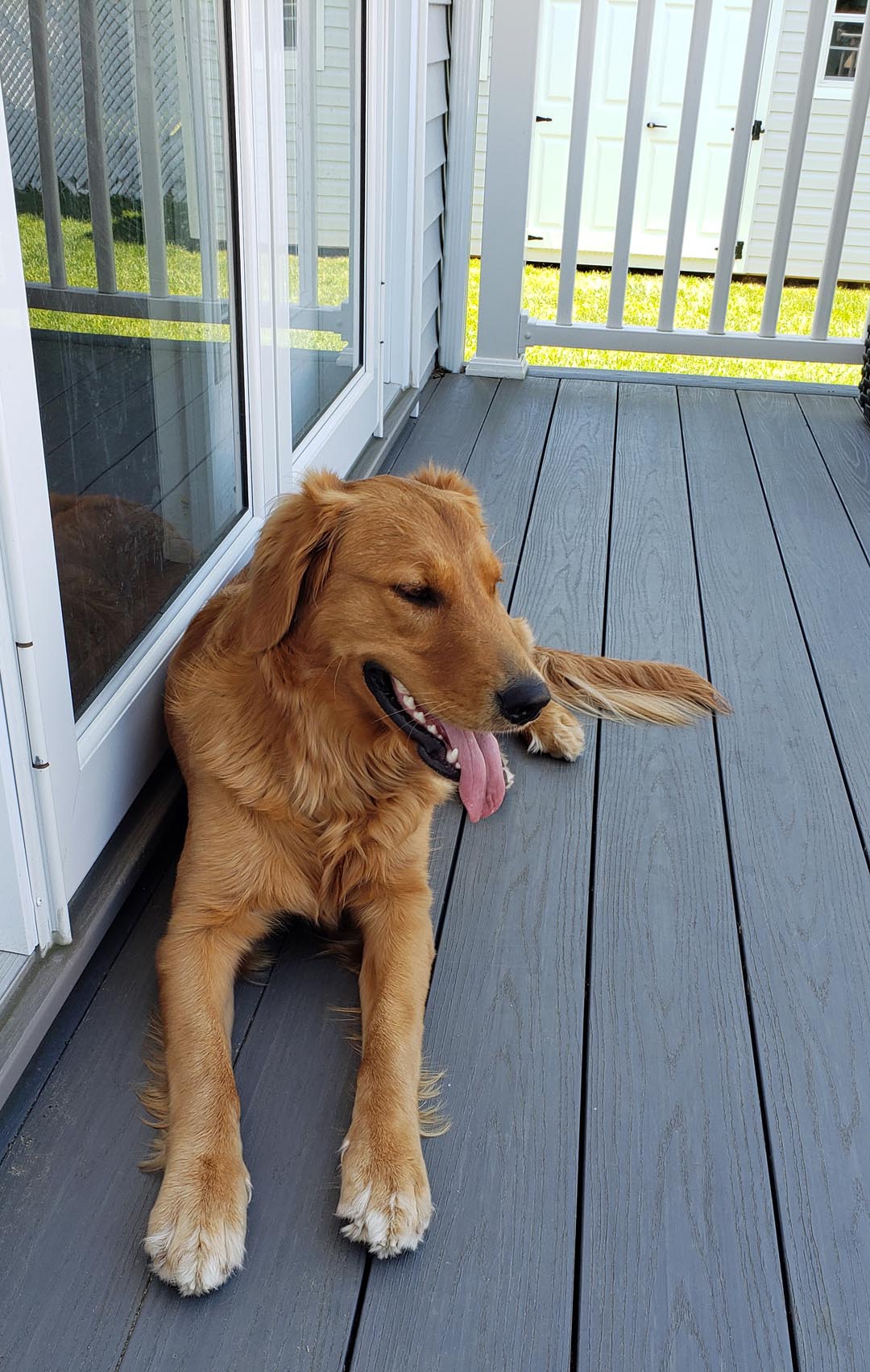 DOG