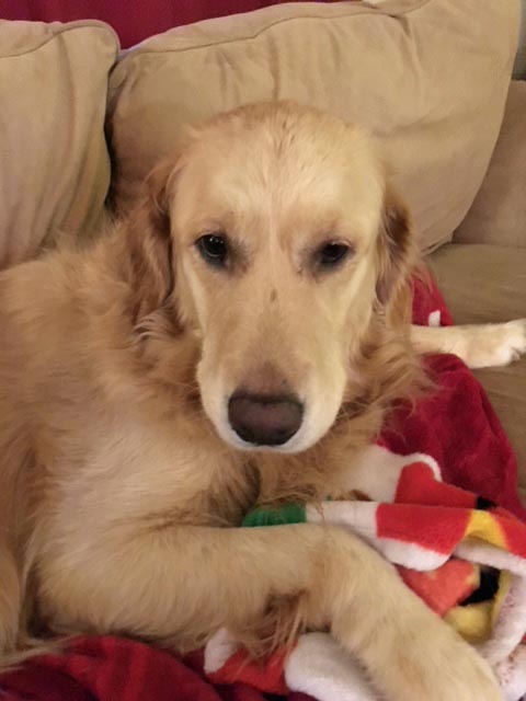 DOG