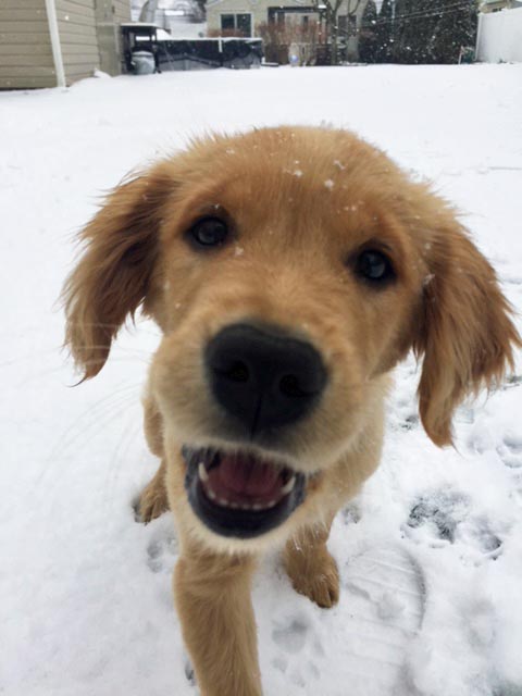 DOG