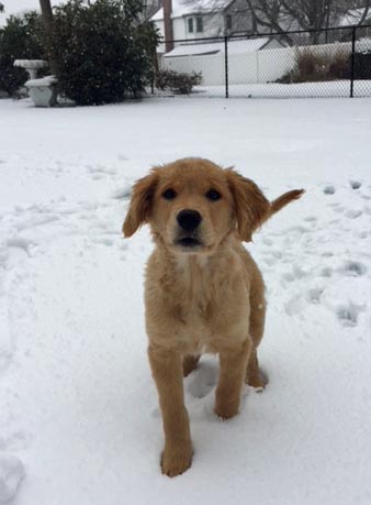 DOG