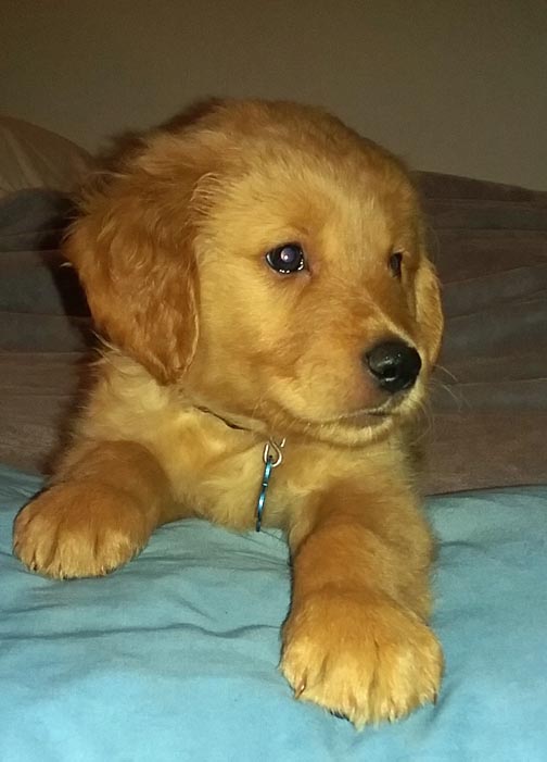 DOG