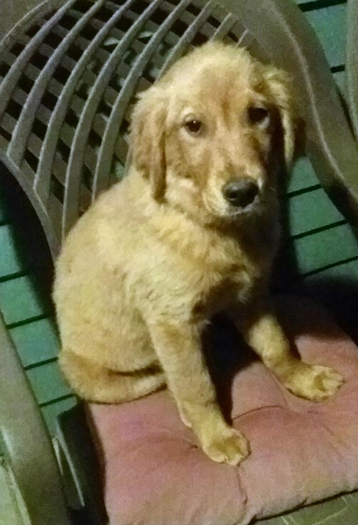 DOG
