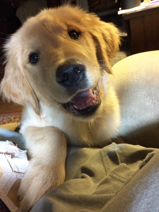 DOG