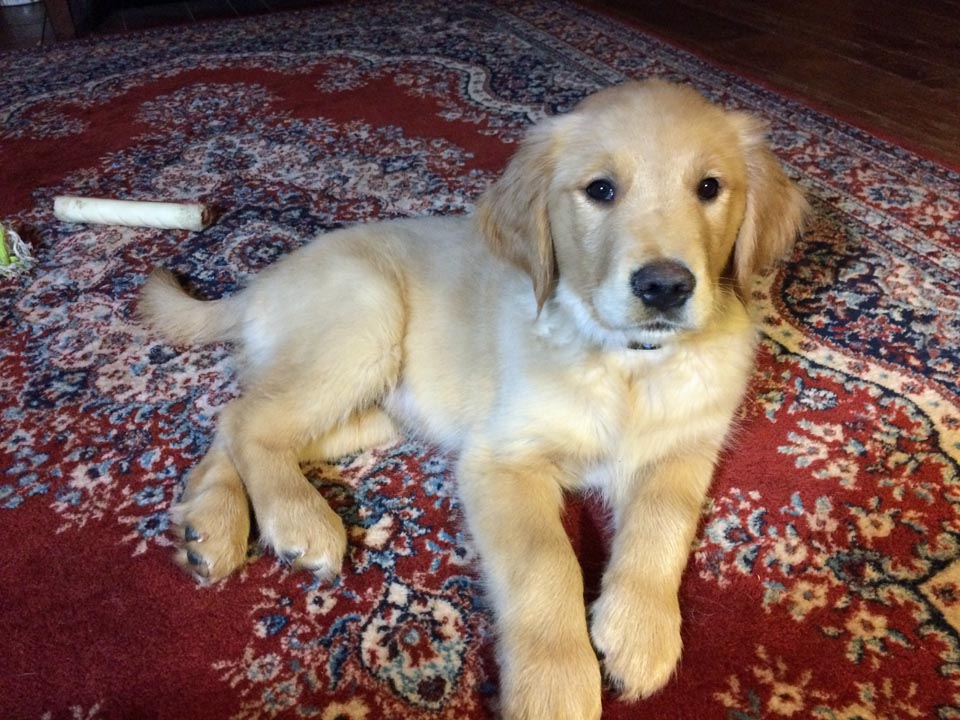 DOG
