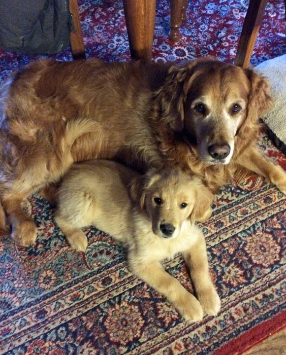 DOG