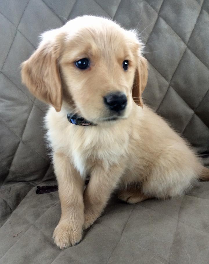 DOG