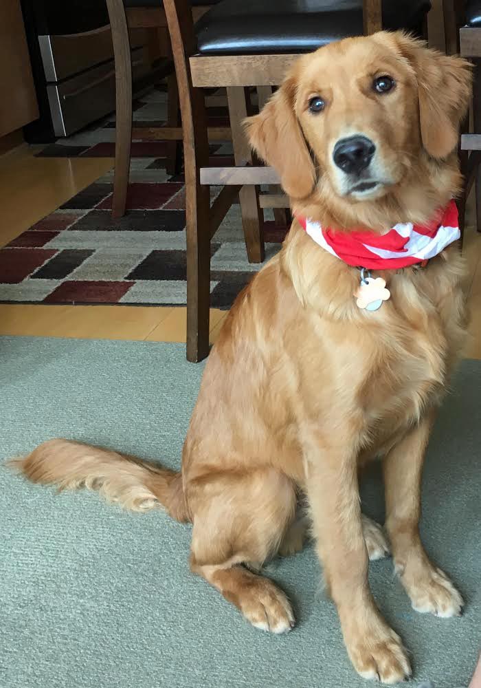 DOG