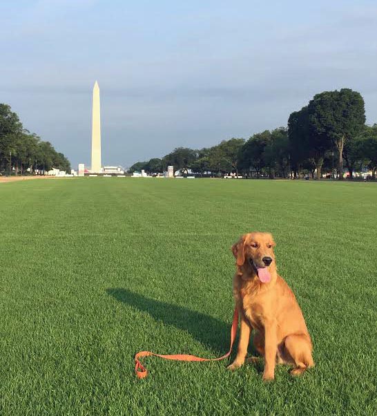 DOG