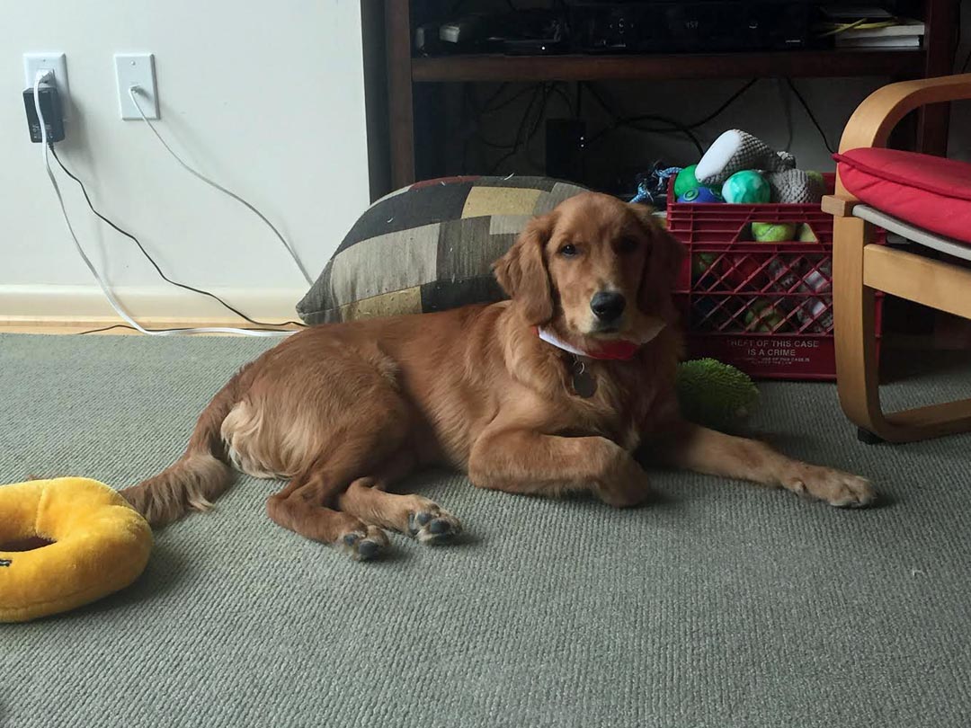 DOG