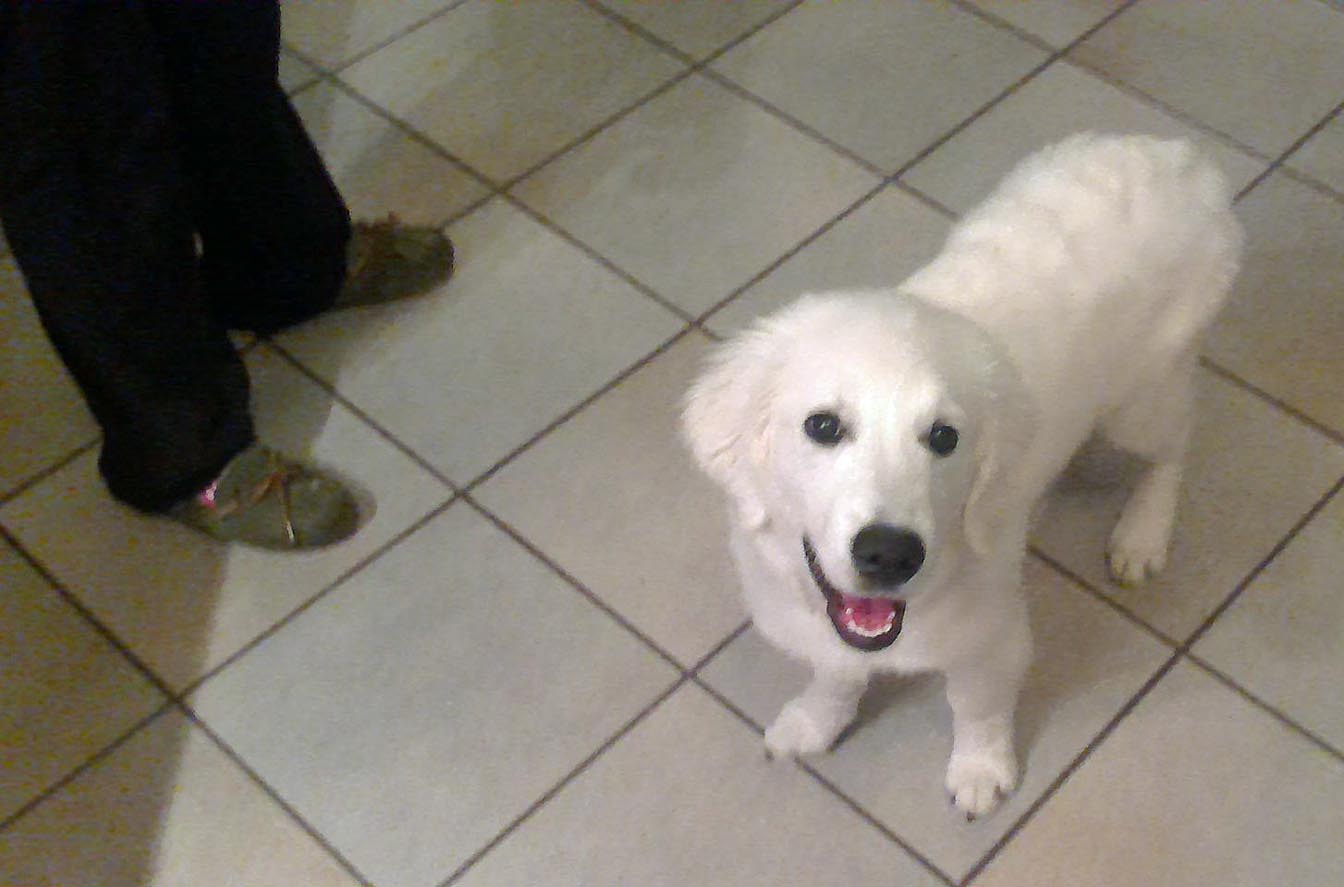 DOG