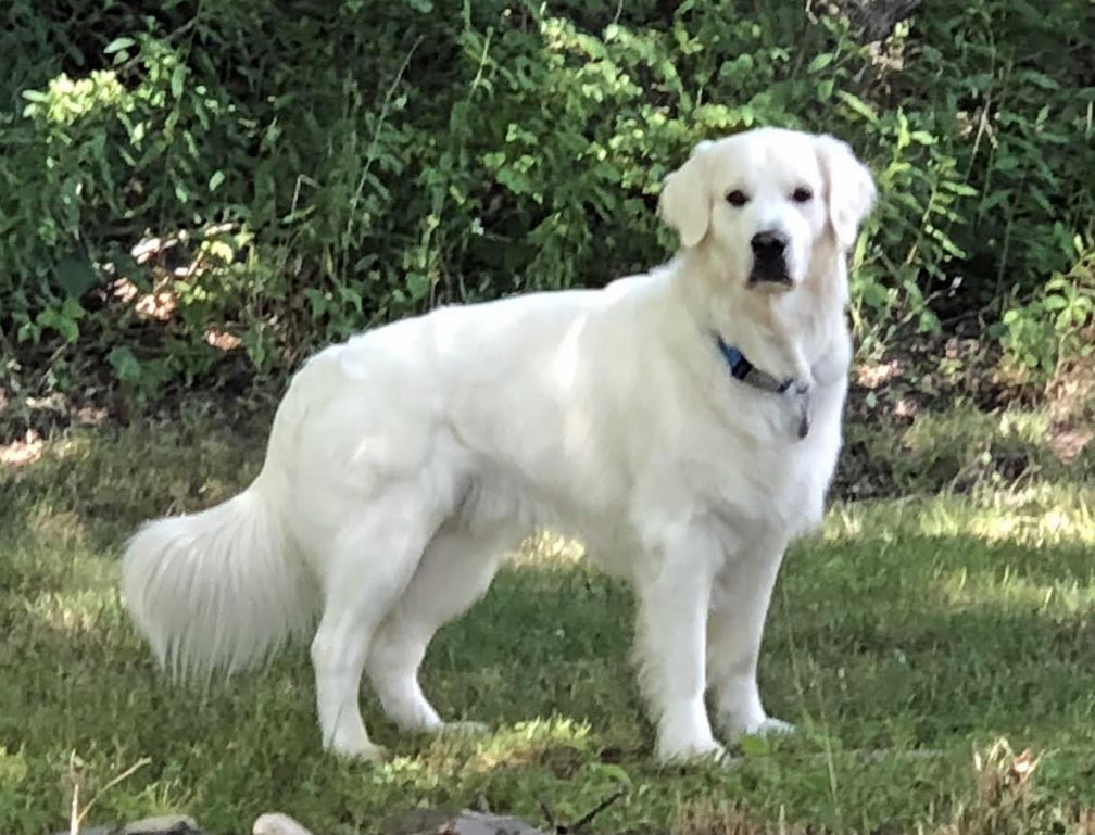 DOG