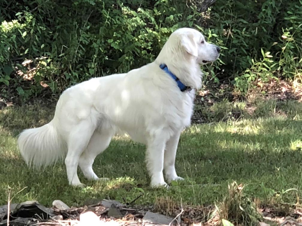 DOG