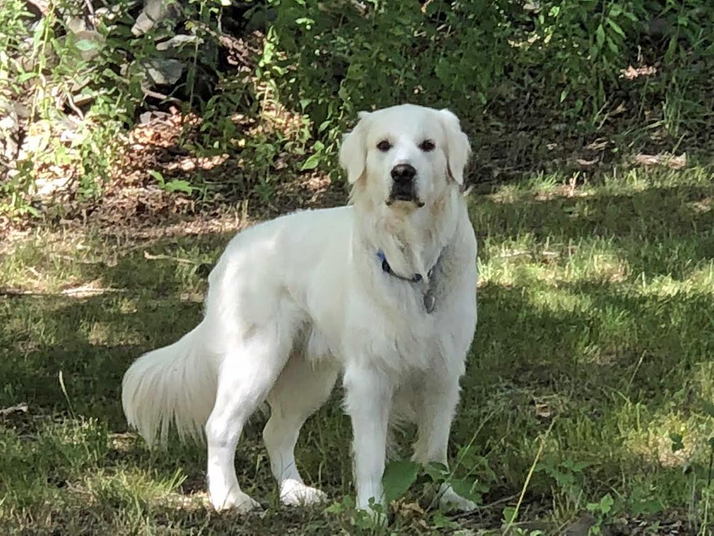 DOG